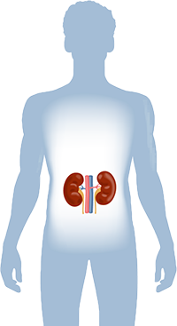 Diagram showing placement of kidneys in human body